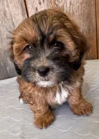 Charlie, a female Shihpoo for sale in Prairie Du Chien, WI – 4 of 7