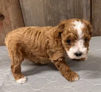 AKC Blaze, a female Poodle - Miniature  for sale in Prairie Du Chien, WI – 2 of 5