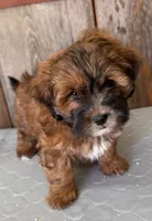 Charlie, a female Shihpoo for sale in Prairie Du Chien, WI – 6 of 7