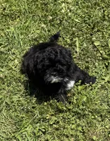 Smoke, a female Shihpoo for sale in Prairie Du Chien, WI – 3 of 6