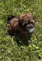 Ruby, a female Shihpoo for sale in Prairie Du Chien, WI – 7 of 7
