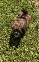 Ruby, a female Shihpoo for sale in Prairie Du Chien, WI – 2 of 7