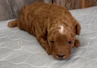 Rosy, a female Poodle - Miniature  for sale in Prairie Du Chien, WI – 3 of 4