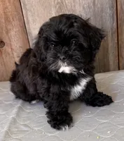 Smoke, a female Shihpoo for sale in Prairie Du Chien, WI – 6 of 6