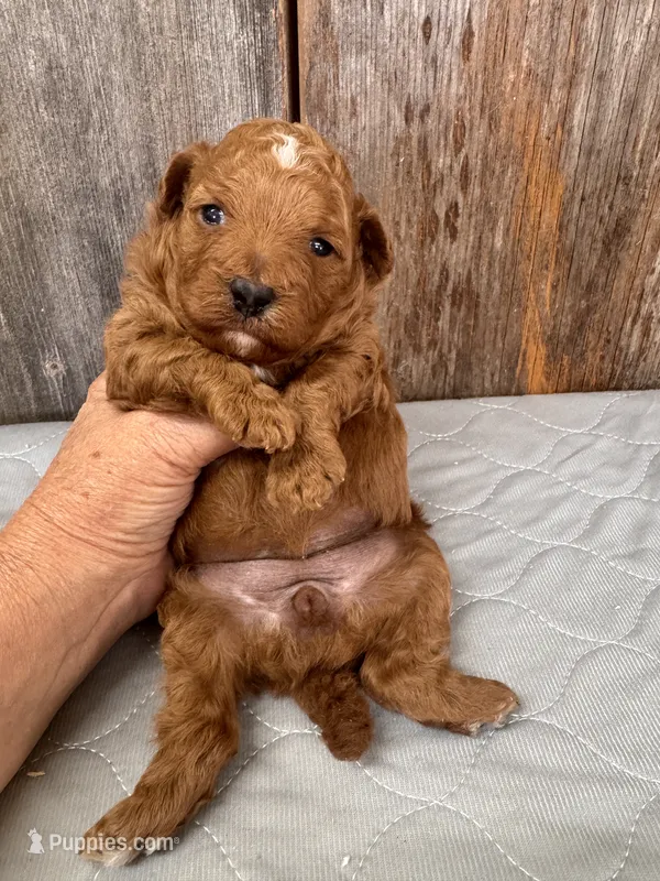 Rosy – Poodle - Miniature  puppy for sale in Prairie Du Chien, WI