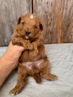 Rosy, a female Poodle - Miniature  for sale in Prairie Du Chien, WI – 1 of 4
