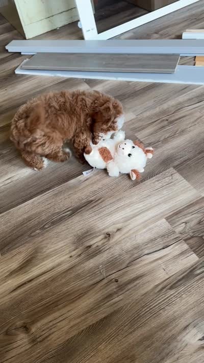 AKC Ruby reduced, a female Poodle - Miniature  for sale in Prairie Du Chien, WI – 9 of 9