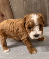 AKC Blaze, a female Poodle - Miniature  for sale in Prairie Du Chien, WI – 3 of 5