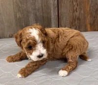 AKC Blaze, a female Poodle - Miniature  for sale in Prairie Du Chien, WI – 4 of 5