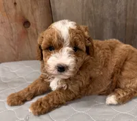 AKC Ruby, a female Poodle - Miniature  for sale in Prairie Du Chien, WI – 1 of 6