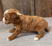 AKC Blaze, a female Poodle - Miniature  for sale in Prairie Du Chien, WI – 5 of 5