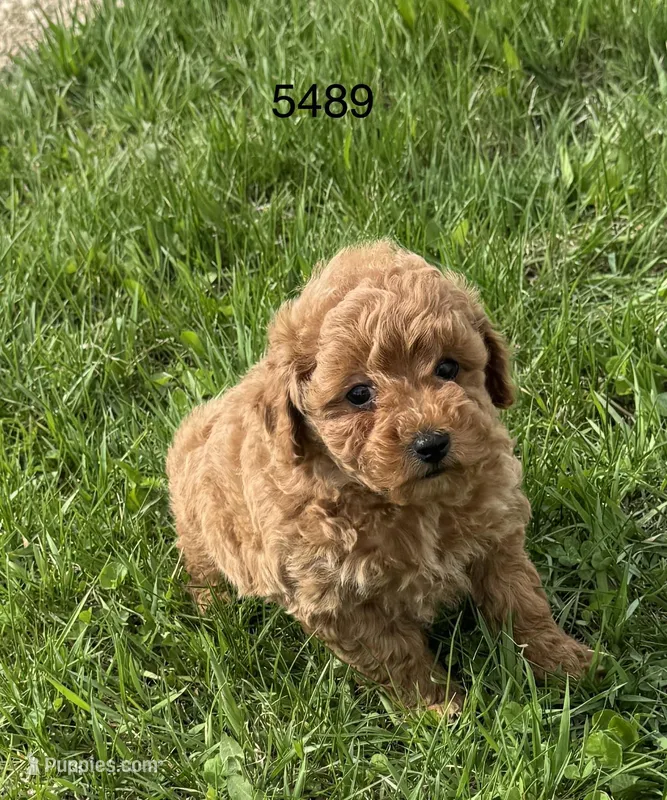 AKC 5489 – Poodle - Toy  puppy for sale in Prairie Du Chien, WI