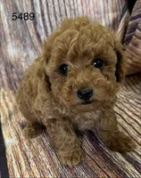 AKC 5489, a female Poodle - Toy  for sale in Prairie Du Chien, WI – Photo 3 of 5