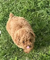 AKC 5489, a female Poodle - Toy  for sale in Prairie Du Chien, WI – Photo 2 of 5
