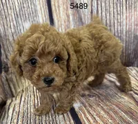 AKC 5489, a female Poodle - Toy  for sale in Prairie Du Chien, WI – Photo 5 of 5