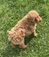 AKC 5489, a female Poodle - Toy  for sale in Prairie Du Chien, WI – Photo 4 of 5