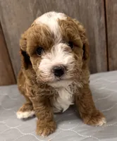 AKC Ruby, a female Poodle - Miniature  for sale in Prairie Du Chien, WI – 2 of 6