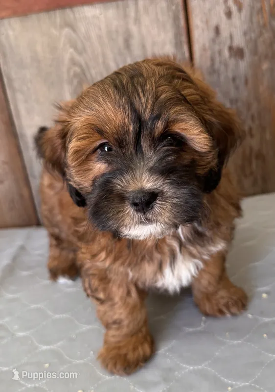 Charlie – Shihpoo puppy for sale in Prairie Du Chien, WI