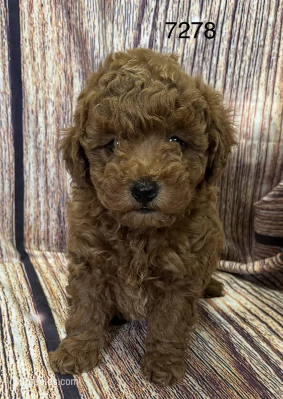 AKC 7278 – Poodle - Toy  puppy on hold in Prairie Du Chien, WI