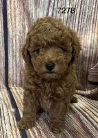 AKC 7278, a female Poodle - Toy  for sale in Prairie Du Chien, WI – Photo 1 of 4
