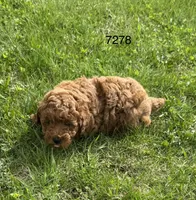 AKC 7278, a female Poodle - Toy  for sale in Prairie Du Chien, WI – Photo 2 of 4