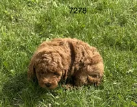 AKC 7278, a female Poodle - Toy  for sale in Prairie Du Chien, WI – Photo 3 of 4