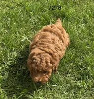 AKC 7278, a female Poodle - Toy  for sale in Prairie Du Chien, WI – Photo 4 of 4