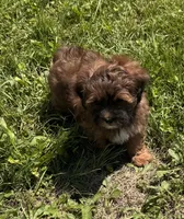 Charlie, a female Shihpoo for sale in Prairie Du Chien, WI – 3 of 7