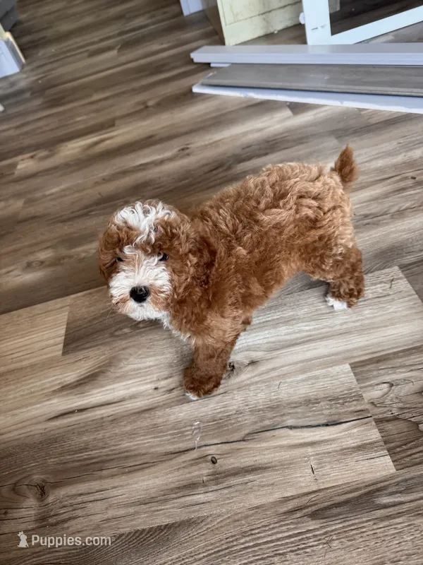 AKC Ruby – Poodle - Miniature  puppy for sale in Prairie Du Chien, WI