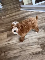 AKC Ruby reduced, a female Poodle - Miniature  for sale in Prairie Du Chien, WI – 1 of 9