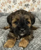 F2 Tiger. HOLD, a female Shihpoo for sale in Prairie Du Chien, WI – Photo 1 of 3