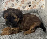 F2 Tiger. HOLD, a female Shihpoo for sale in Prairie Du Chien, WI – Photo 2 of 3