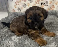F2 Tiger. HOLD, a female Shihpoo for sale in Prairie Du Chien, WI – Photo 3 of 3