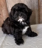 Smoke, a female Shihpoo for sale in Prairie Du Chien, WI – 1 of 6