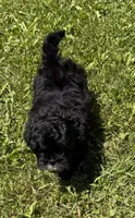 Smoke, a female Shihpoo for sale in Prairie Du Chien, WI – 2 of 6