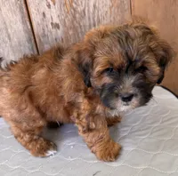 Charlie, a female Shihpoo for sale in Prairie Du Chien, WI – 5 of 7