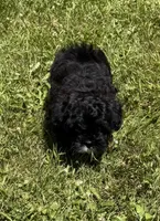 Smoke, a female Shihpoo for sale in Prairie Du Chien, WI – 5 of 6