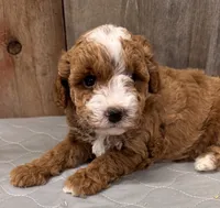 AKC Ruby, a female Poodle - Miniature  for sale in Prairie Du Chien, WI – 5 of 6