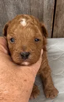 Rosy, a female Poodle - Miniature  for sale in Prairie Du Chien, WI – 2 of 4