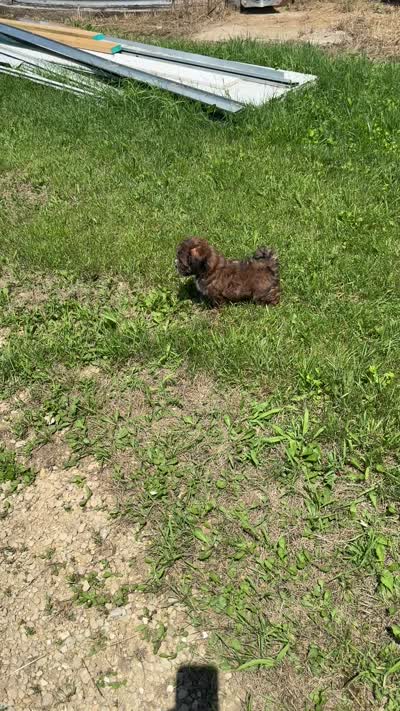 Charlie reduced , a female Shihpoo for sale in Prairie Du Chien, WI – 8 of 8