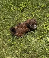 Ruby, a female Shihpoo for sale in Prairie Du Chien, WI – 3 of 7
