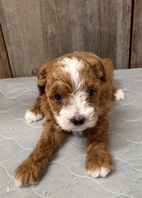 AKC Blaze – Poodle - Miniature  puppy for sale in Prairie Du Chien, WI