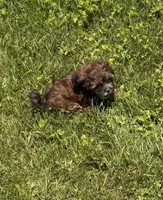 Ruby, a female Shihpoo for sale in Prairie Du Chien, WI – 4 of 7