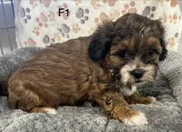 F1 Brownie, a female Shihpoo for sale in Prairie Du Chien, WI – Photo 3 of 4