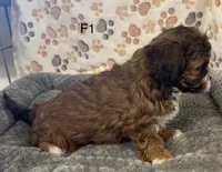 F1 Brownie, a female Shihpoo for sale in Prairie Du Chien, WI – Photo 2 of 4