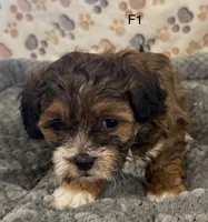 F1 Brownie, a female Shihpoo for sale in Prairie Du Chien, WI – Photo 1 of 4