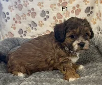 F1 Brownie, a female Shihpoo for sale in Prairie Du Chien, WI – Photo 4 of 4