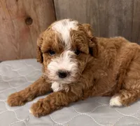 AKC Ruby, a female Poodle - Miniature  for sale in Prairie Du Chien, WI – 4 of 6