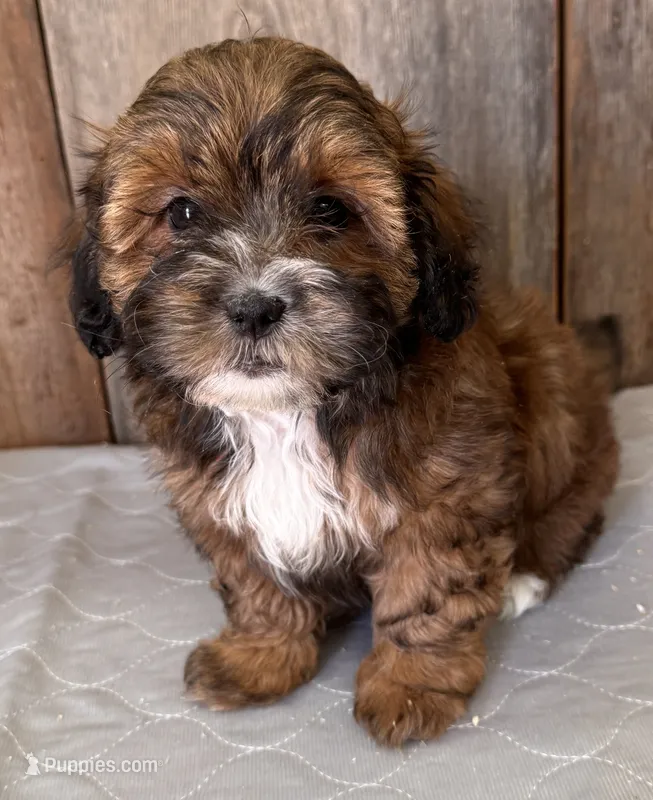 Ruby – Shihpoo puppy for sale in Prairie Du Chien, WI