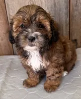 Ruby, a female Shihpoo for sale in Prairie Du Chien, WI – 1 of 7